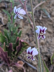 Streptanthus glandulosus secundus