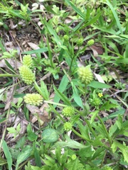 Ranunculus chinensis
