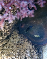 Octopus bimaculatus