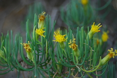 Dyscritothamnus filifolius