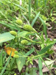 Ranunculus chinensis