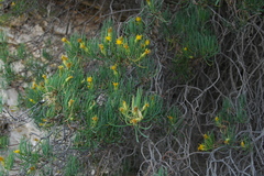 Dyscritothamnus filifolius