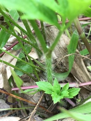 Ranunculus chinensis