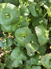 Claytonia perfoliata