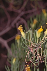 Dyscritothamnus filifolius