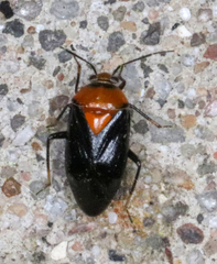 Neocapsus