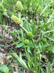 Ranunculus chinensis