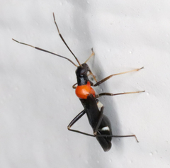 Pseudoxenetus regalis