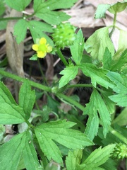 Ranunculus chinensis
