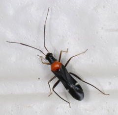 Pseudoxenetus regalis