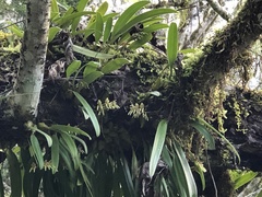 Bulbophyllum umbellatum
