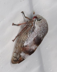 Xantholobus nigrocinctus