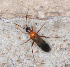 Pseudoxenetus regalis