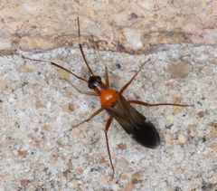 Pseudoxenetus regalis