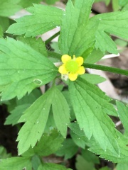 Ranunculus chinensis