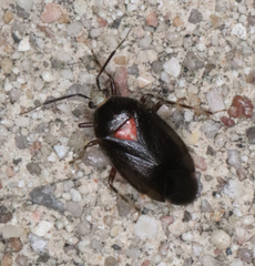 Deraeocoris sayi