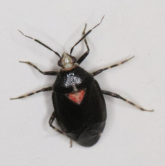 Deraeocoris sayi