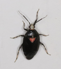 Deraeocoris sayi
