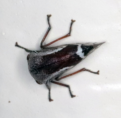 Xantholobus nigrocinctus