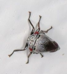 Xantholobus nigrocinctus