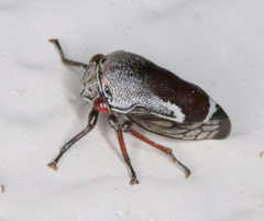 Xantholobus nigrocinctus