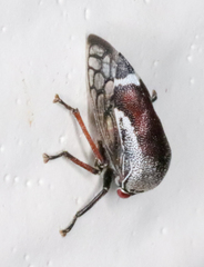 Xantholobus nigrocinctus