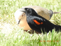 Agelaius phoeniceus californicus