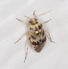 Tropidosteptes quercicola