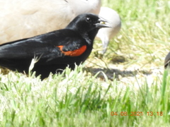 Agelaius phoeniceus californicus