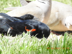 Agelaius phoeniceus californicus