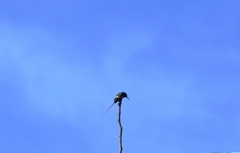 Discosura langsdorffi