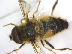 Eristalis pertinax