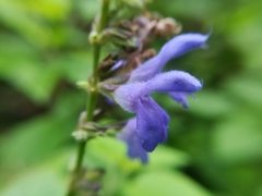Salvia polystachia