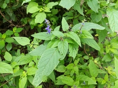 Salvia polystachia