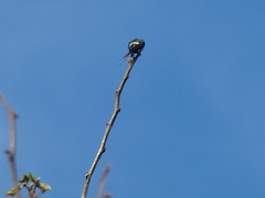 Discosura langsdorffi