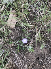 Evolvulus nuttallianus