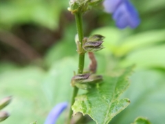 Salvia polystachia
