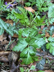 Geum vernum