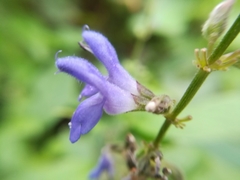 Salvia polystachia