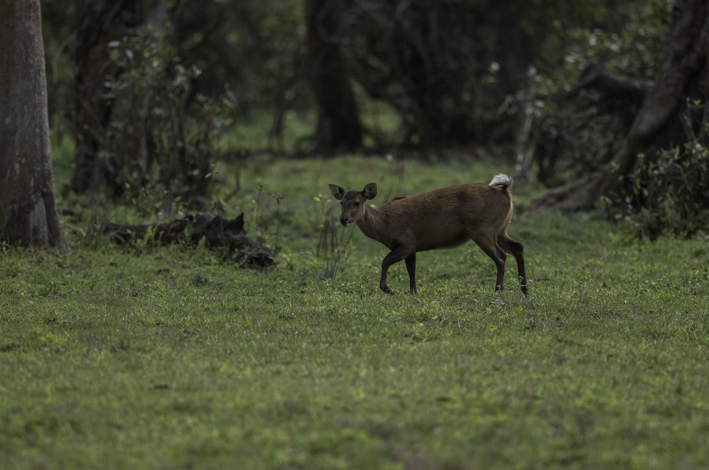 Axis porcinus porcinus, Assam, IN, by amolmm