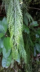 Asplenium flaccidum flaccidum