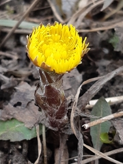 Tussilago farfara