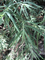 Epilobium canum