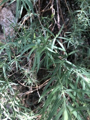 Epilobium canum