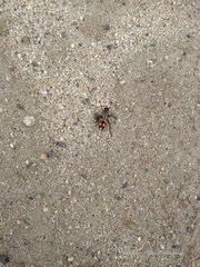 Traumatomutilla bivittata