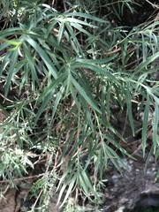 Epilobium canum