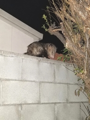 Didelphis virginiana