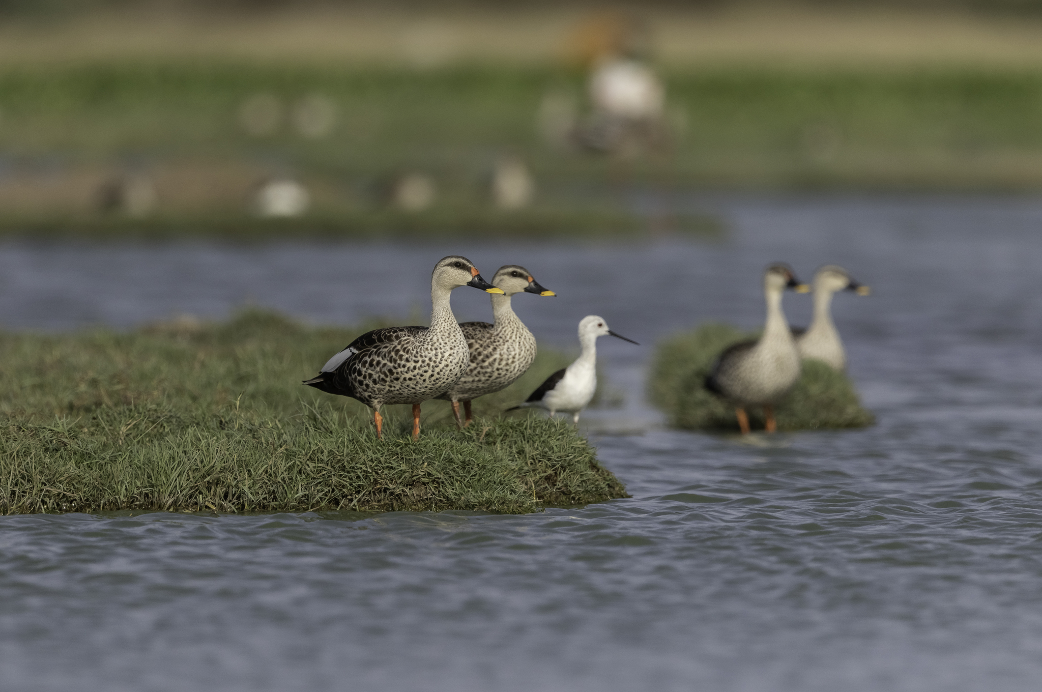 Indian Spot-billed Duck