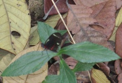 Heliconiini