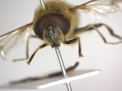 Eristalis pertinax